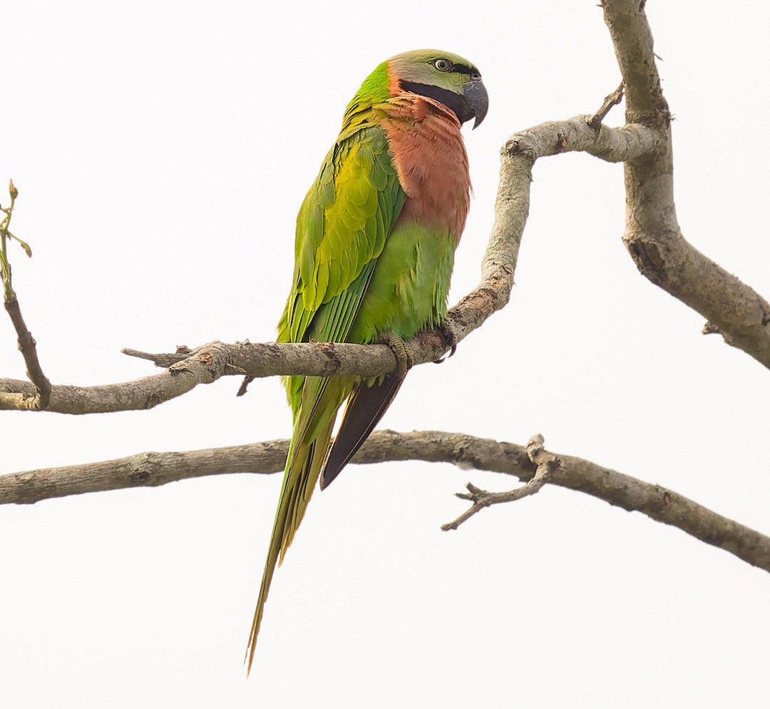 image Red-breasted Parakeet